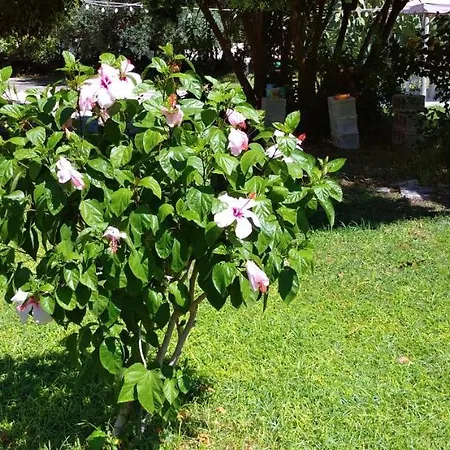 Bed & Breakfast Leonida